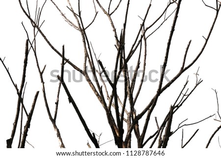 Dead tree isolated on white background. Dry tree abstract background.