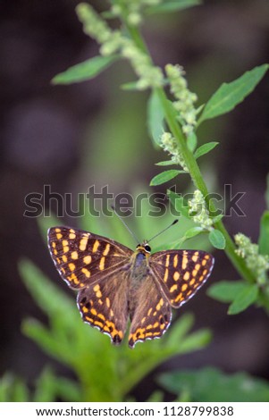 It is a photo of a butterfly sitting on a plant.