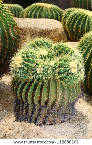 The Golden Barrel Cactus in Thailand