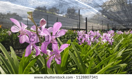 Thai purple orchid in the garden.close up picture. Daytime photos.Outdoor shoot.