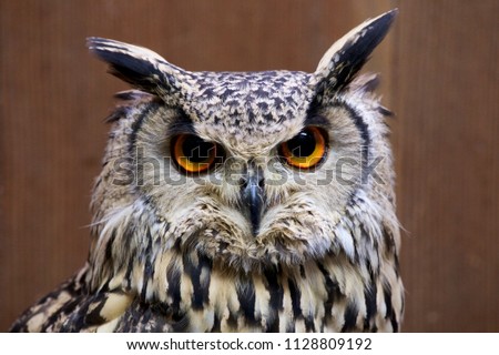 Rock eagle owl.
The picture is a figure of a cute owl.