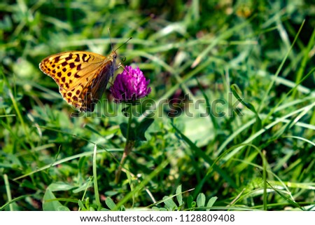 Close picture of a common copper butterfly on a blue clover flower