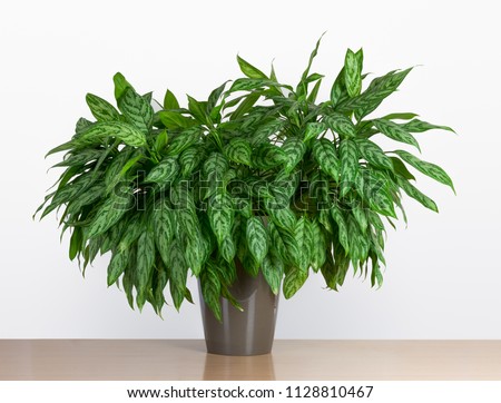light living room with huge bushy Aglaonema, Aglaonema Silver Queen, houseplant in pot on wooden floor Royalty-Free Stock Photo #1128810467