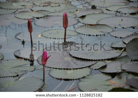 Beautiful lotus in the middle of the pond