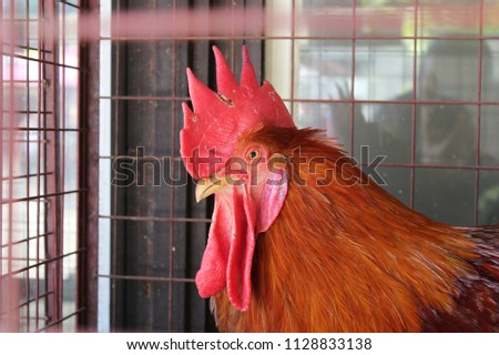 closeup of head red and brown chicken