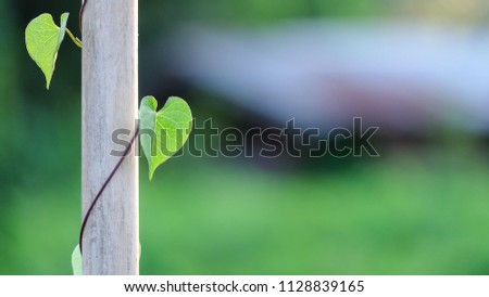 Heart shaped leaf with blur background