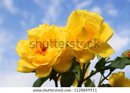 Yellow roses on the blue sky background. Roses on a bush in a garden. Rose collection, "Golden Gate". Germany.