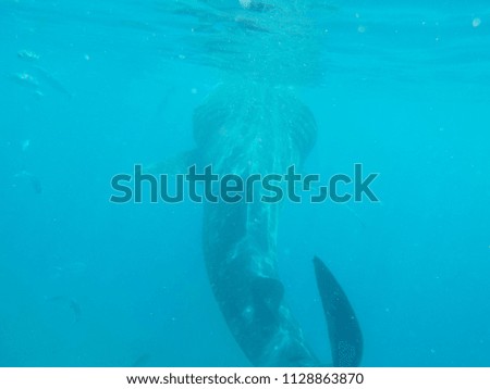 An encounter with Whale Sharks in Oslob, Cebu, Philippines