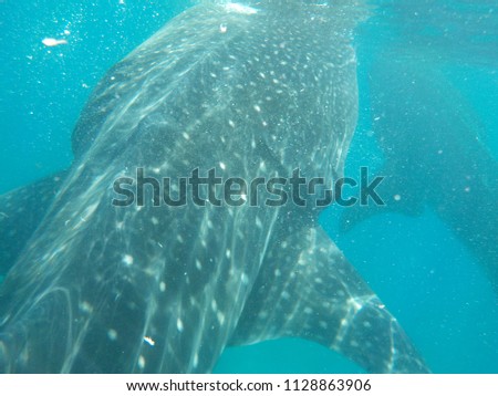 An encounter with Whale Sharks in Oslob, Cebu, Philippines