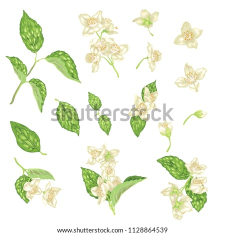 Set with jasmine flowers, buds and leaves in realistic graphic vector illustration
