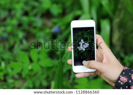 making a photo of wildflower with smartphone