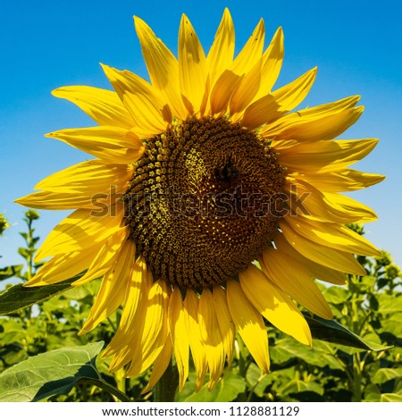 Sunflower in the field on a summer day