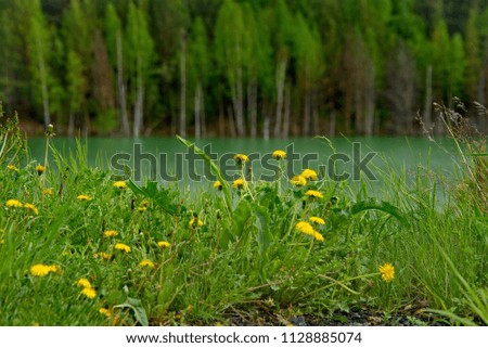 Russia. The South Of Western Siberia. Flower meadows in early summer