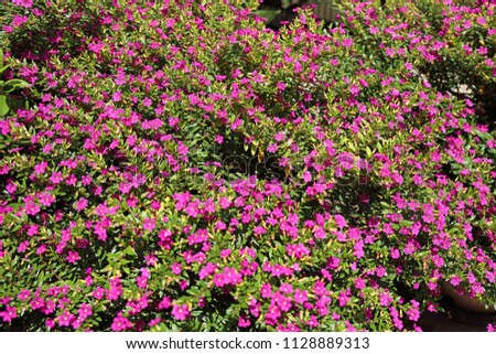 Cuphea hyssopifolia flower Royalty-Free Stock Photo #1128889313