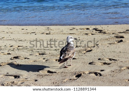 seagull walking by the seaside