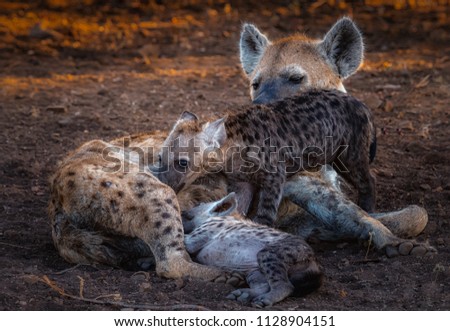 Hyena mother feeding babies in Kruger National Park South Africa