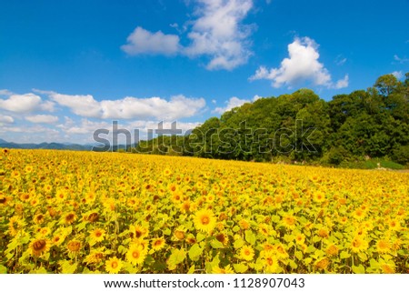 Scenery with sunflower