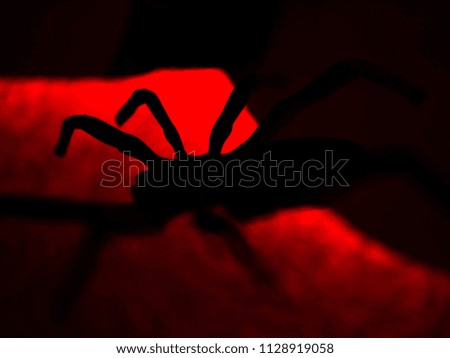 Halloween background. Creepy spider silhouette at night on spiderweb and beautiful background.
