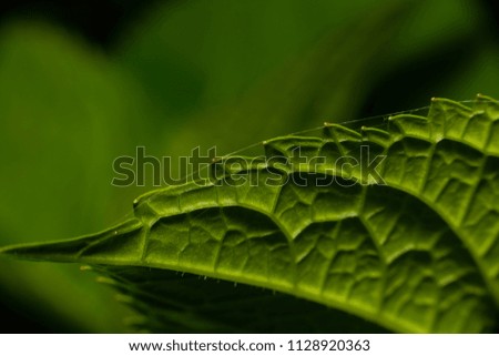 Abstract leaf wallpaper