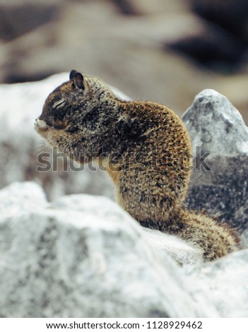 Praying Squirrel of Dana Point 