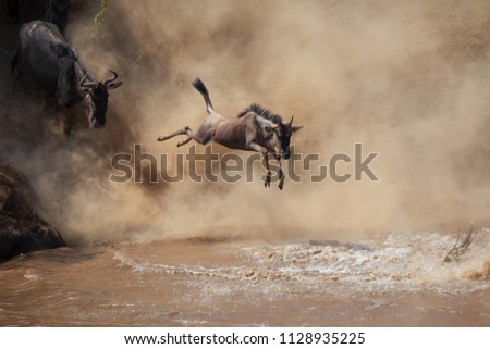 It is the Great Wildebeest Migration.  These are good pictures of wildlife. Photos were taken on short distance and with excellent light.