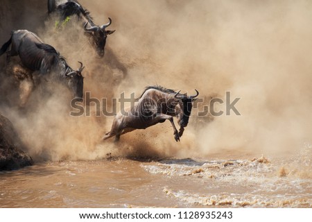 It is the Great Wildebeest Migration.  These are good pictures of wildlife. Photos were taken on short distance and with excellent light. Royalty-Free Stock Photo #1128935243