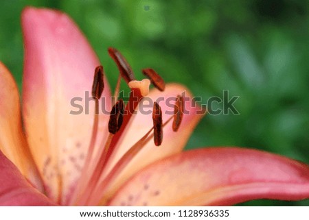 Bright orange-red with pink shade lily flower with stamens and pistil close up 