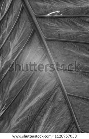 Monochrome Closeup of a Hawaiian Tropical Tree Fern Leaf.