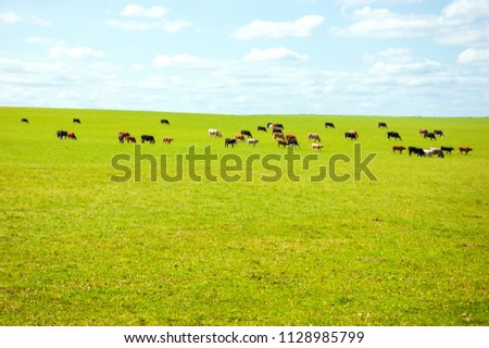 Grazing cows in pasture. Wiltshire, England