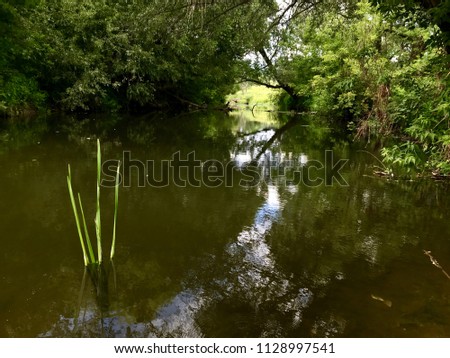 A small forest river in central Europe. Summer day.