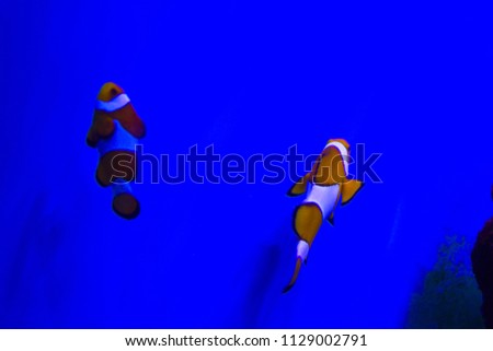 Clownfish, Amphiprioninae, in aquarium tank 