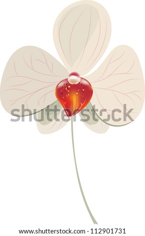 Vector Illustration of Orchid