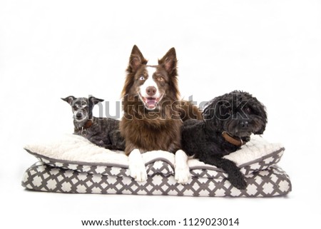 Isolated picture of three different size, age and breed dogs sharing a puppy bed. Medium , small and tiny pets in white background. young poodle , border collie and old chihuahua. pets looking happy