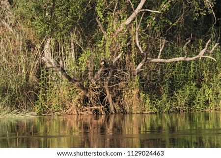River bank of the Okavango River in Namibia