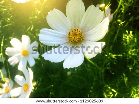 Flower on the background of foliage, sunlight, flower garden