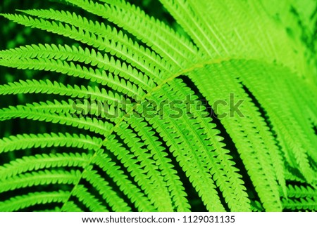 Green bracken lush fern growing in forest