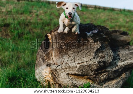 Front view of Jack Daniels terrier dog jumping from piece of wood, outdoors