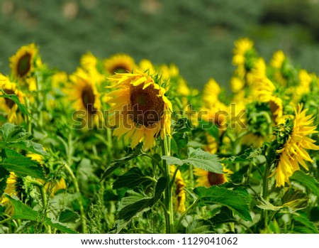 closeup on the flowers of a sunflower on a field full of flowers, beautiful yellow plants