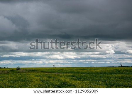 canola crops under cloud cover, Saskatchewan, Canada.
