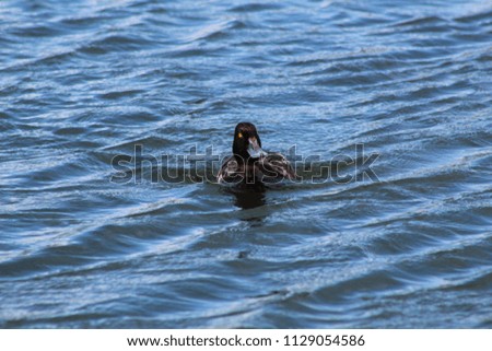 Posing duck in the water 