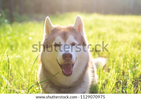Close-up Portrait of Cute beautiful beige and white siberian husky dog with brown eyes lying in green grass on sunset background and yellow sunny backlight.