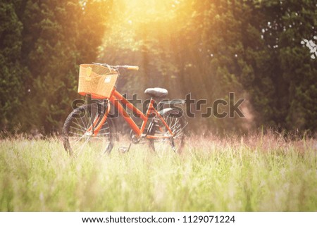 Bicycle on meadow in garden at summer