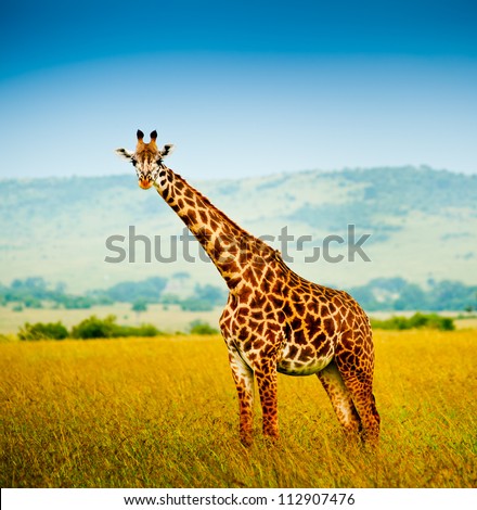 A giraffe, Kenya Royalty-Free Stock Photo #112907476
