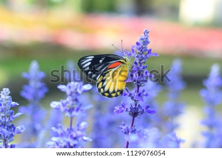 Butterfly with beautiful flowers