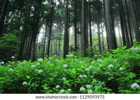 Hydrangea in the forest