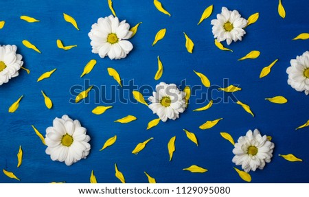 White chrysanthemum and yellow petals on a blue background. Background, texture