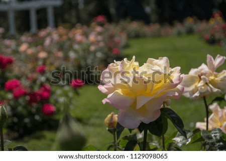Closeup of yellow rose in rose garden with pergola in background