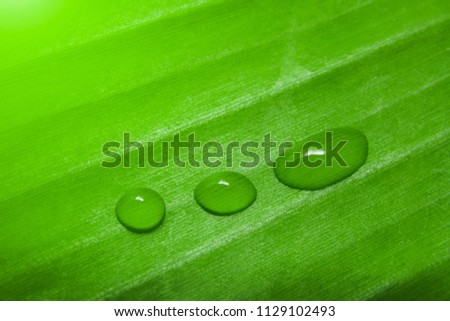 Green leaves  with water drop for pattern background, sparkle of Droplets on surface leaf, Tropical tree after  rain. Natural color tone for text input.
