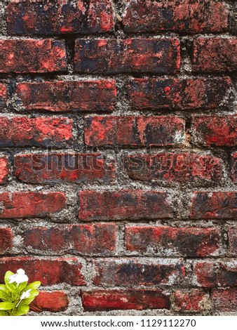red bricks wall and a small flower plant