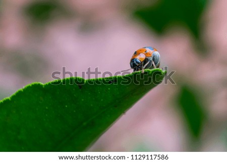 Image of ladybug on the green leaf with blur background
